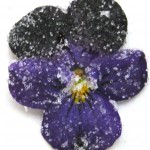 sugared violet
