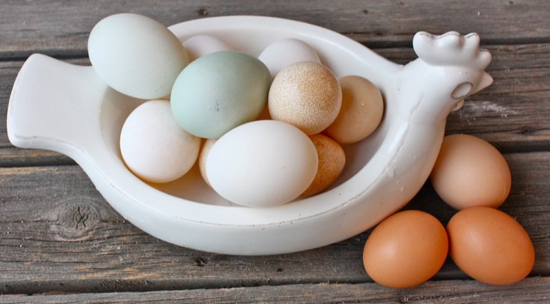 Куриные яйца польза и вред для организма. Утиные яйца. Яйцо утки. Утиное и куриное яйцо. Утка с яйцом.