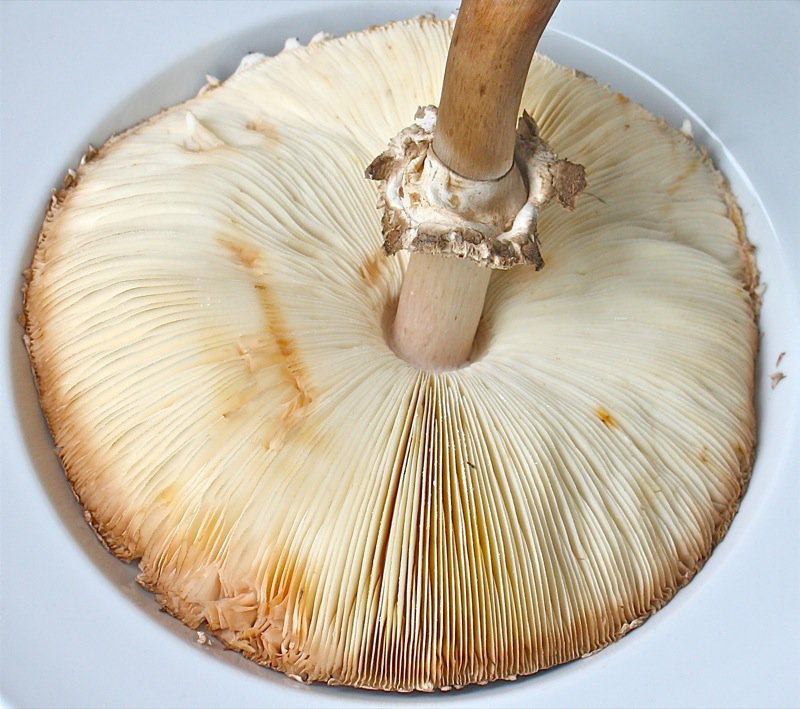 Shaggy Parasol Mushroom A Canadian Foodie