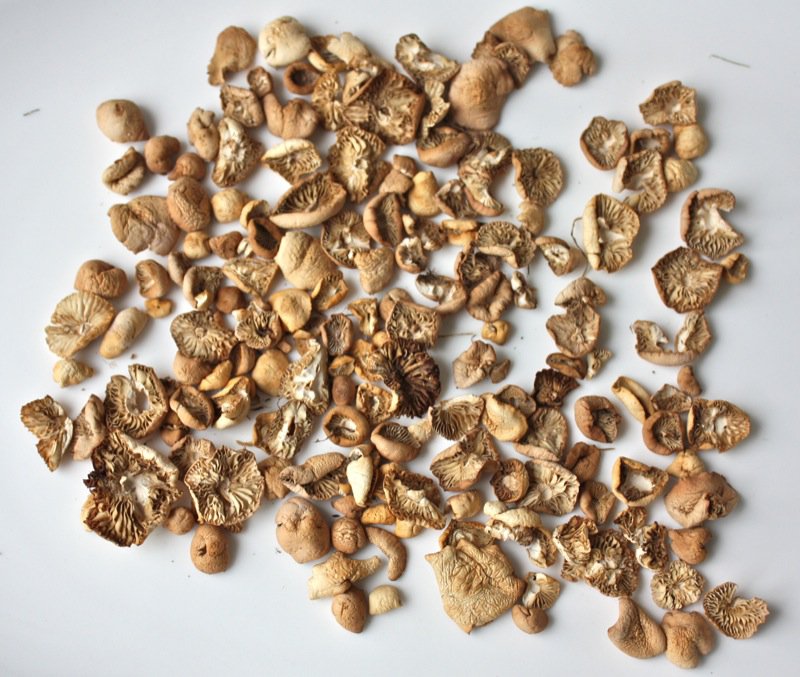 Fairy Ring Mushrooms are Edible (Well, most are!)