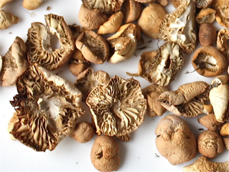 Fairy Ring Mushrooms are Edible (Well, most are!)