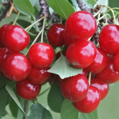 Sour Cherry Pie Filling