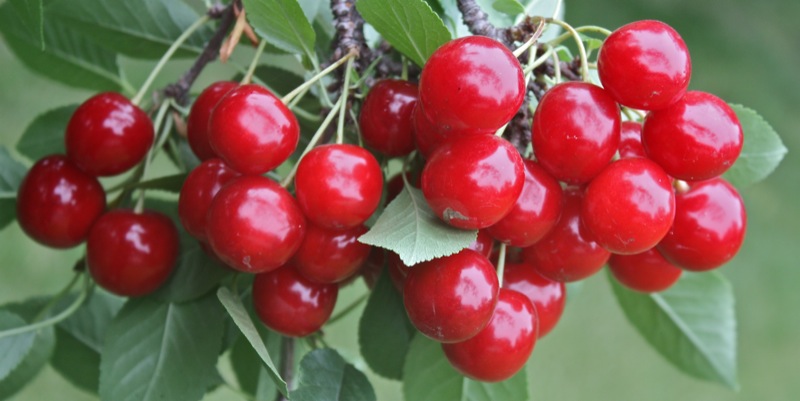 Sour Cherry Pie Filling