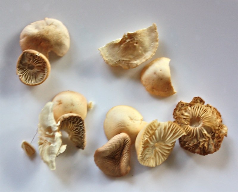 Fairy Ring Mushrooms are Edible (Well, most are!)