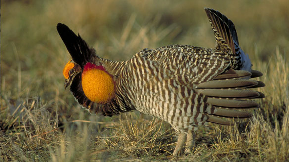 Prairie Chicken