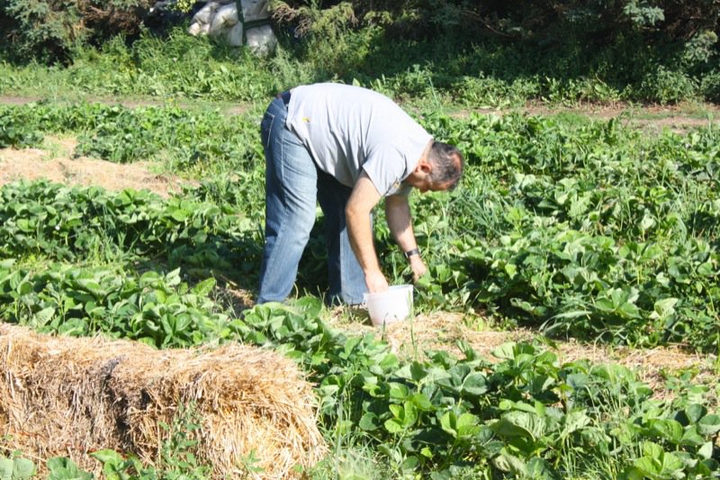 Strawberry Picking