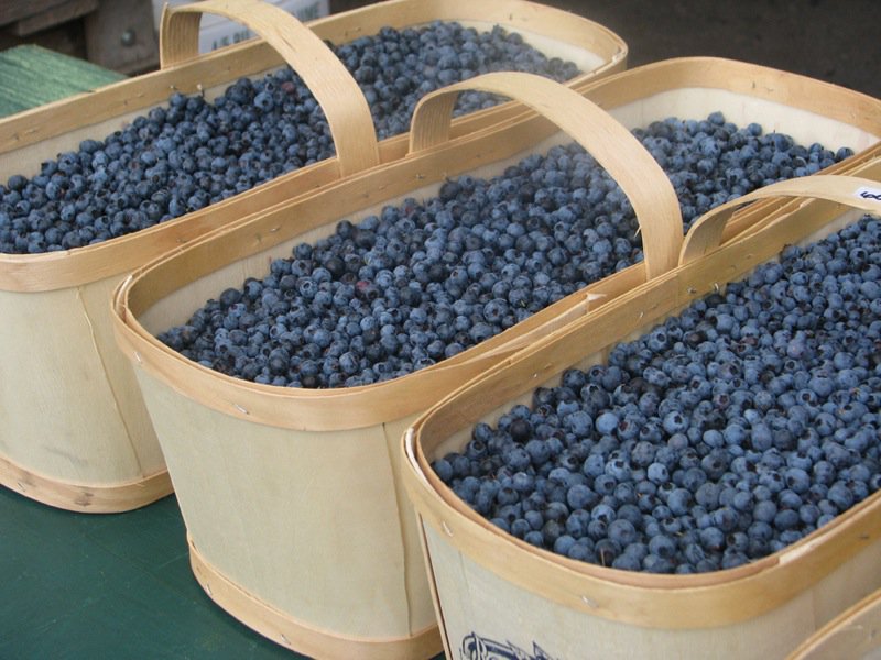 My Cookbook Addiction Bushels-of-Blueberries