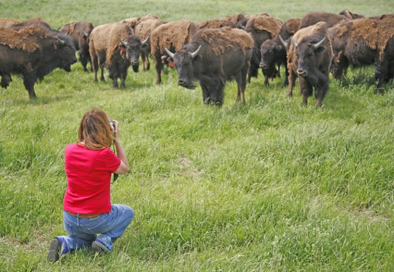 deb buffalo2 deb cripps the love of food