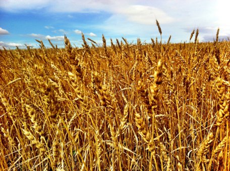 Sarah Yogi in Action Wheat