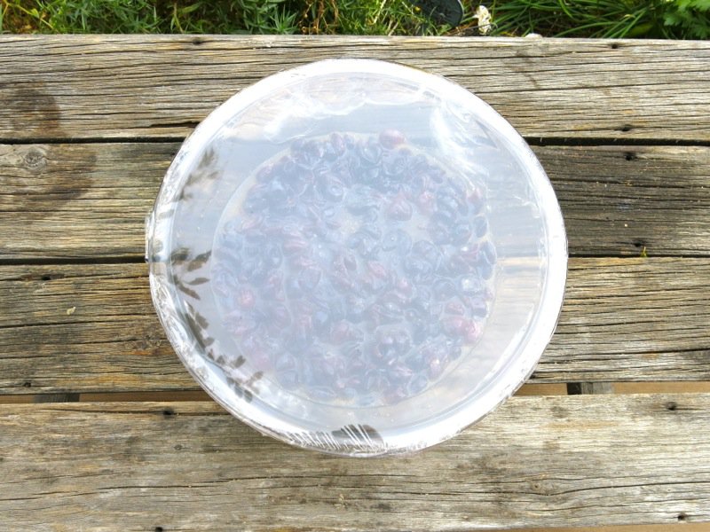 Classic Preparation of Concord Grapes for Recipes