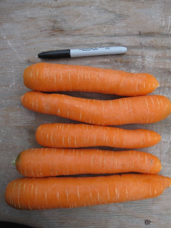 Ashley Canadian Carrots