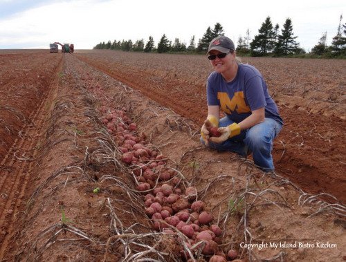 Barbara potatoes PEI