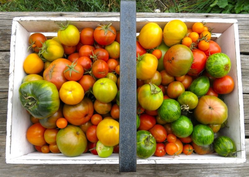 Green Tomato Mincemeat