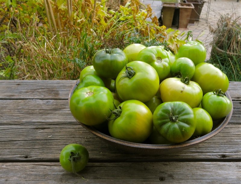 Green Tomatoes in Bowl