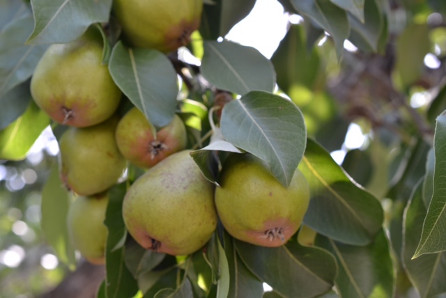 Liliana pear tree