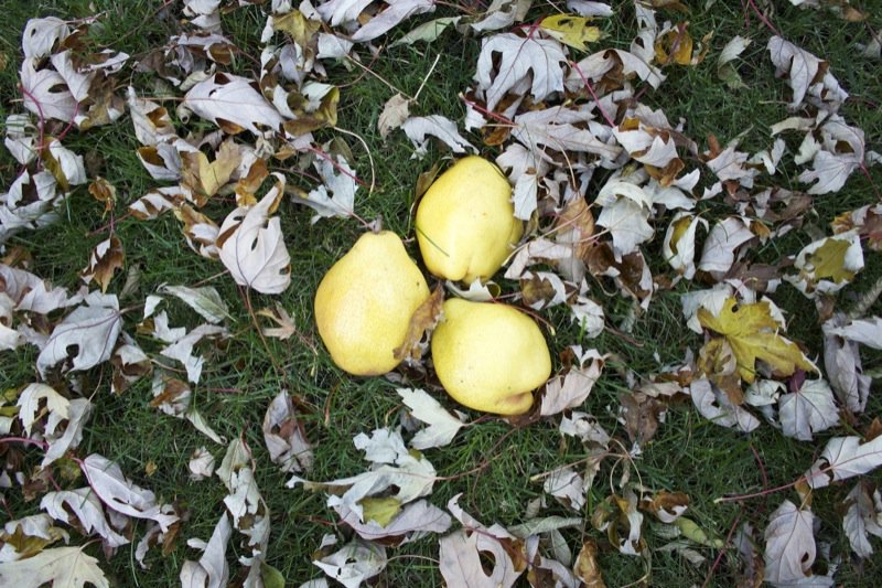 six kieffer pears in grass