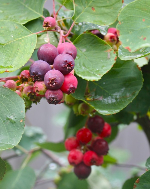 The Canadian Food Experience Project: The Saskatoon Berry