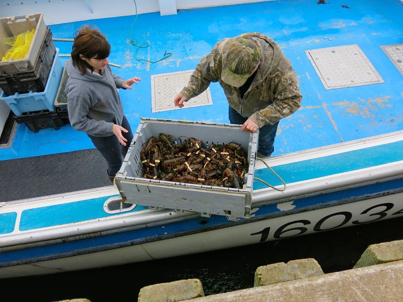 Wallace Wharf Lobster Haul: Fresh Lobster Feed!