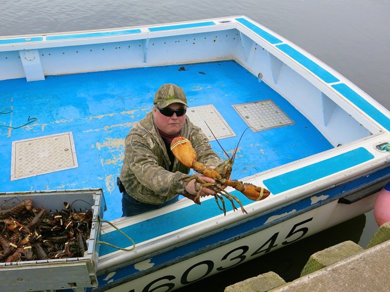 Wallace Wharf Lobster Haul: Fresh Lobster Feed!