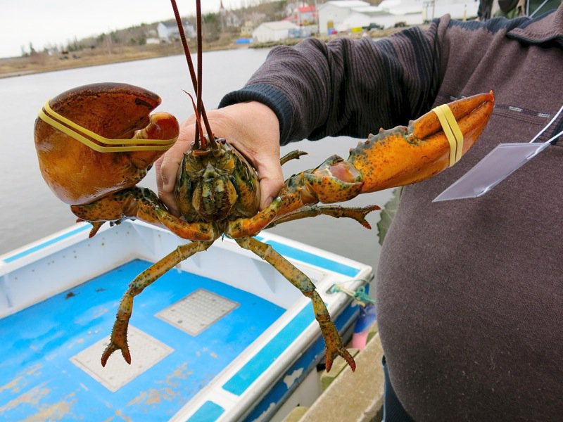 Wallace Wharf Lobster Haul: Fresh Lobster Feed!