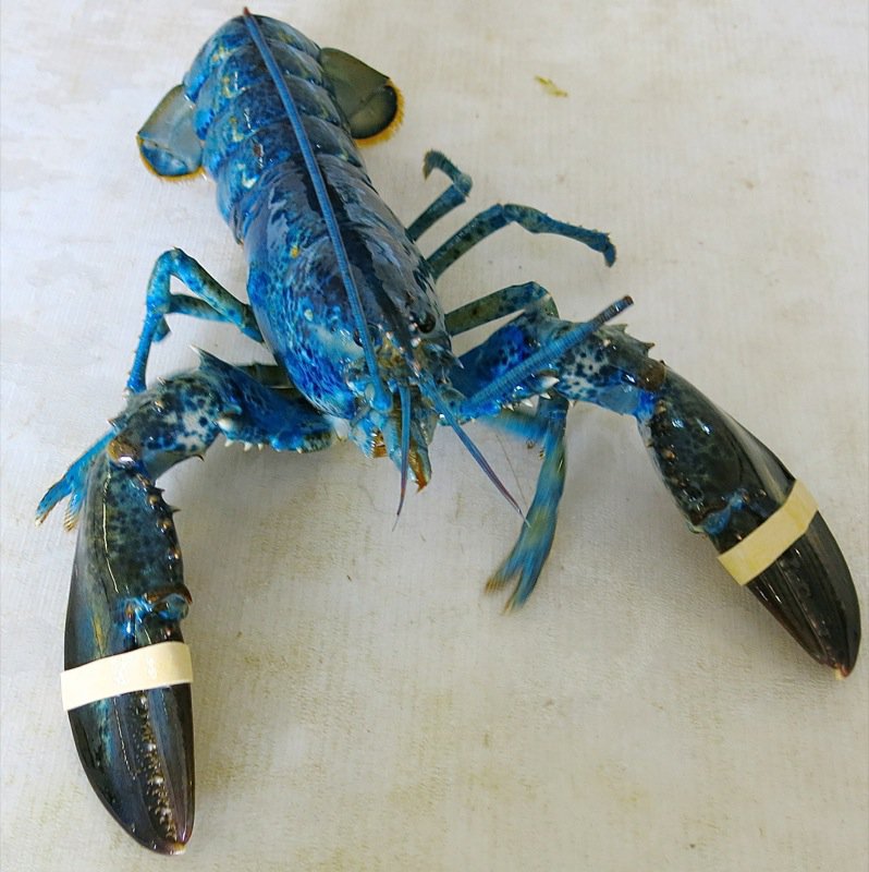 Ryer Lobsters enroute to Peggy's Cove