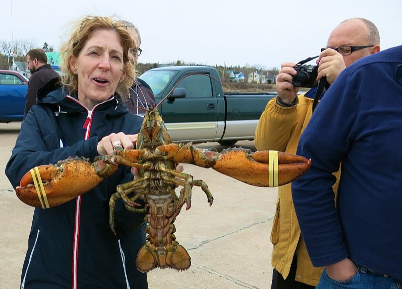 Wallace Wharf Lobster Haul: Fresh Lobster Feed!