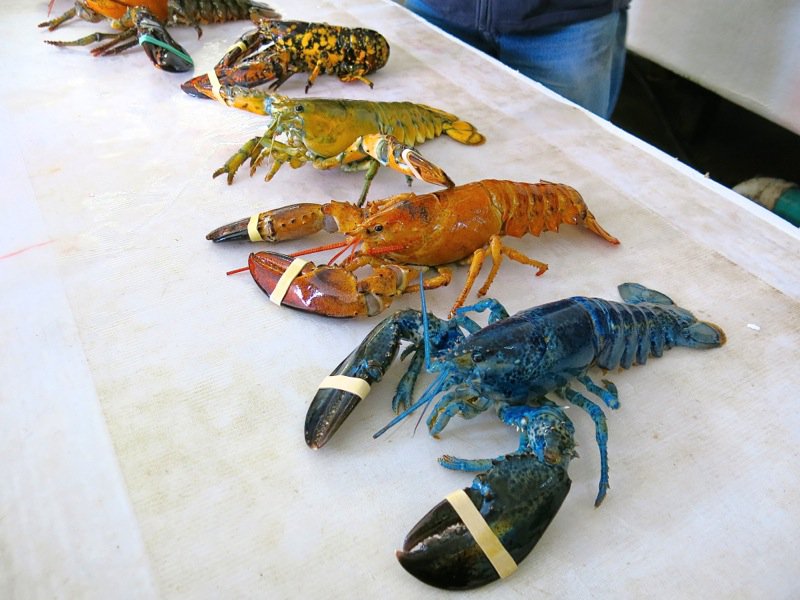 Ryer Lobsters enroute to Peggy's Cove