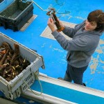 Wallace Wharf Lobster Haul: Fresh Lobster Feed!