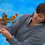 Wallace Wharf Lobster Haul: Fresh Lobster Feed!