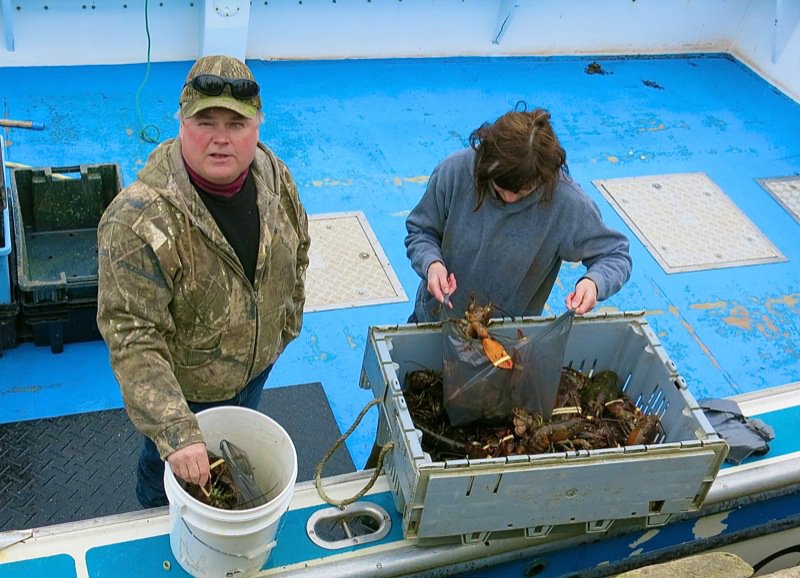 Wallace Wharf Lobster Haul: Fresh Lobster Feed!