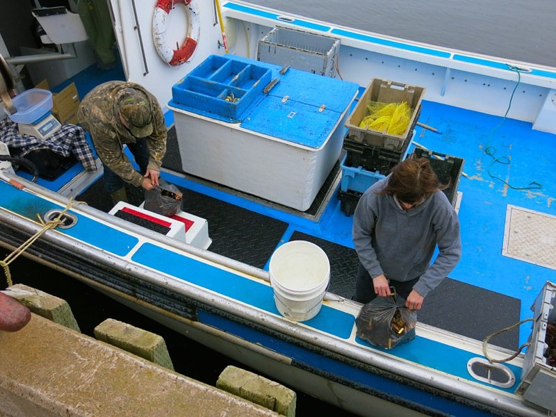 Wallace Wharf Lobster Haul: Fresh Lobster Feed!