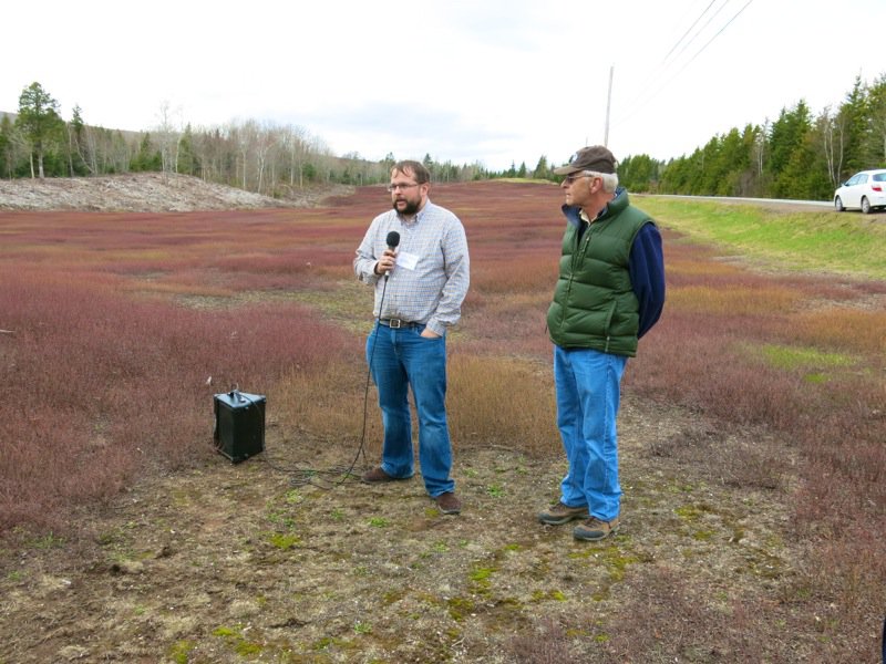 Bonnyman's Wild Blueberries