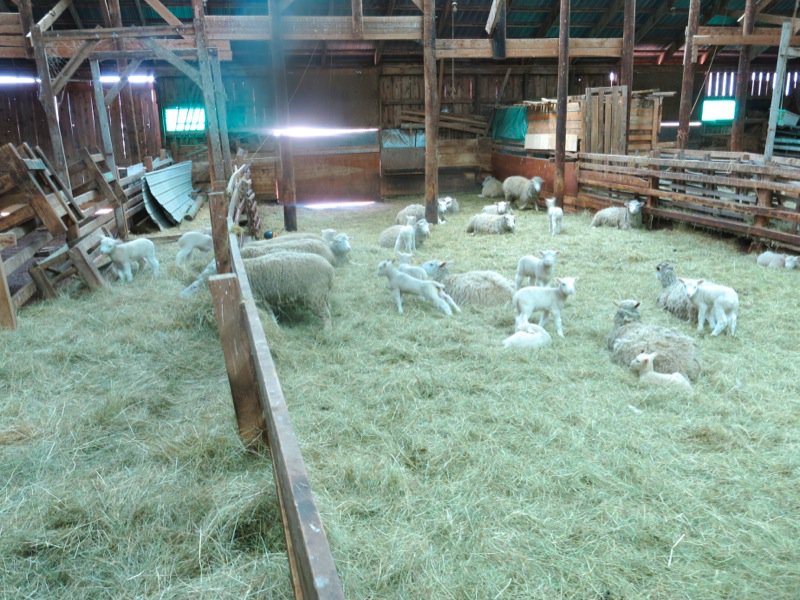 Lismore Sheep Farm and Wool Shop