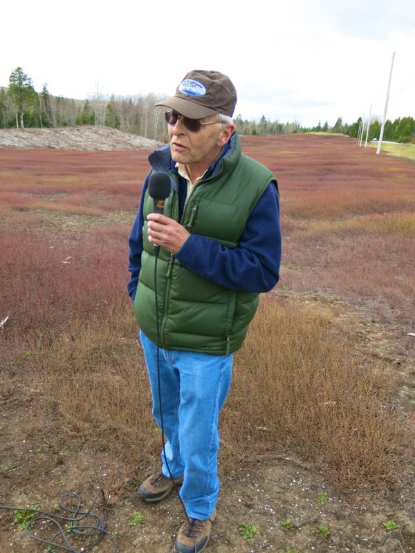 Bonnyman's Wild Blueberries