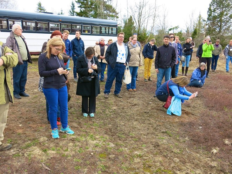 Bonnyman's Wild Blueberries