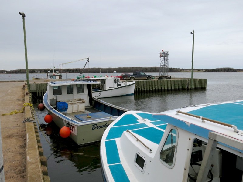 Wallace Wharf Lobster Haul: Fresh Lobster Feed!