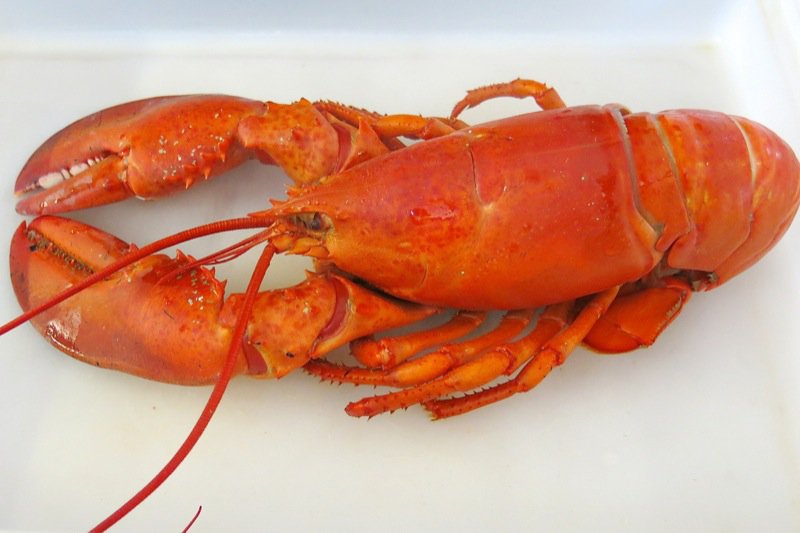 Ryer Lobsters enroute to Peggy's Cove