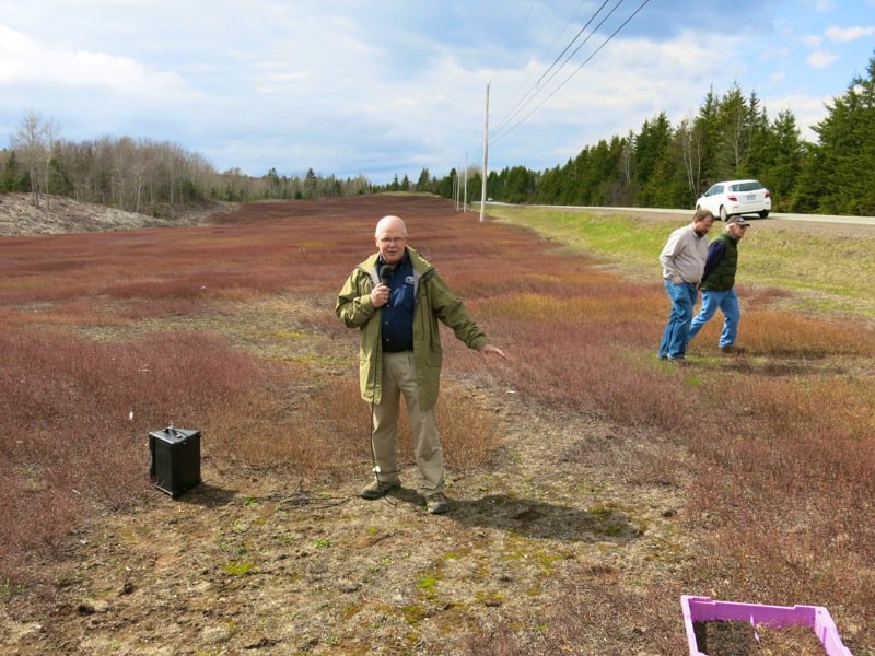 Bonnyman's Wild Blueberries