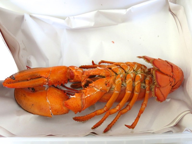 Ryer Lobsters enroute to Peggy's Cove