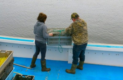 Wallace Wharf Lobster Haul: Fresh Lobster Feed!