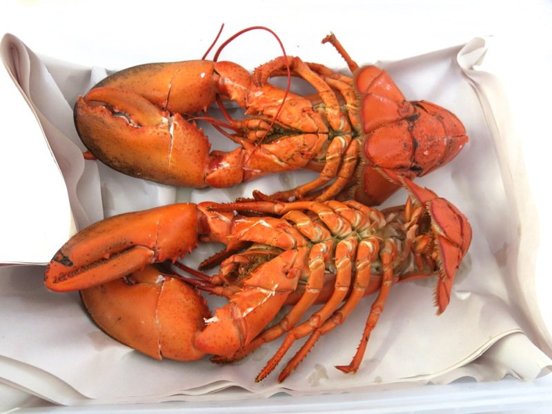 Ryer Lobsters enroute to Peggy's Cove