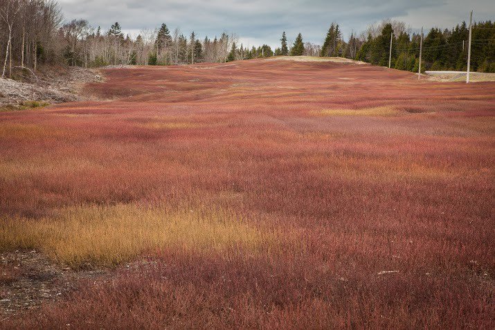 Bonnymans Wild Blueberries