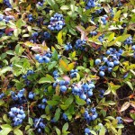 Bonnyman's Wild Blueberries