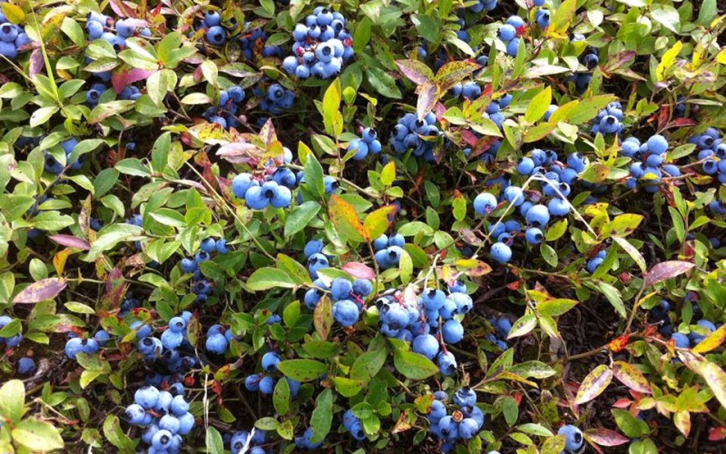 Bonnyman's Wild Blueberries