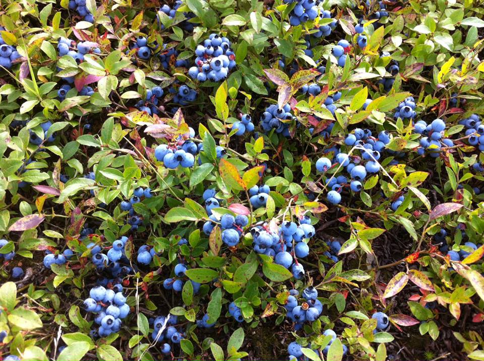Bonnyman's Wild Blueberries