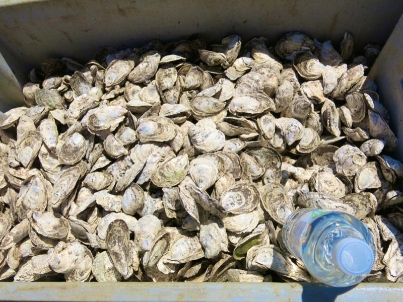 A Fieldtrip to Eel Lake Oyster Farm