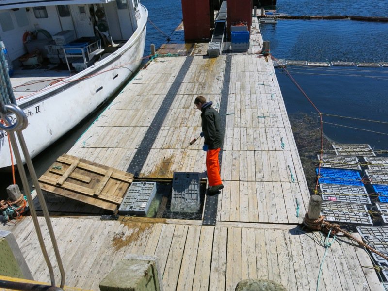 Lobster Fishing in Pubnico