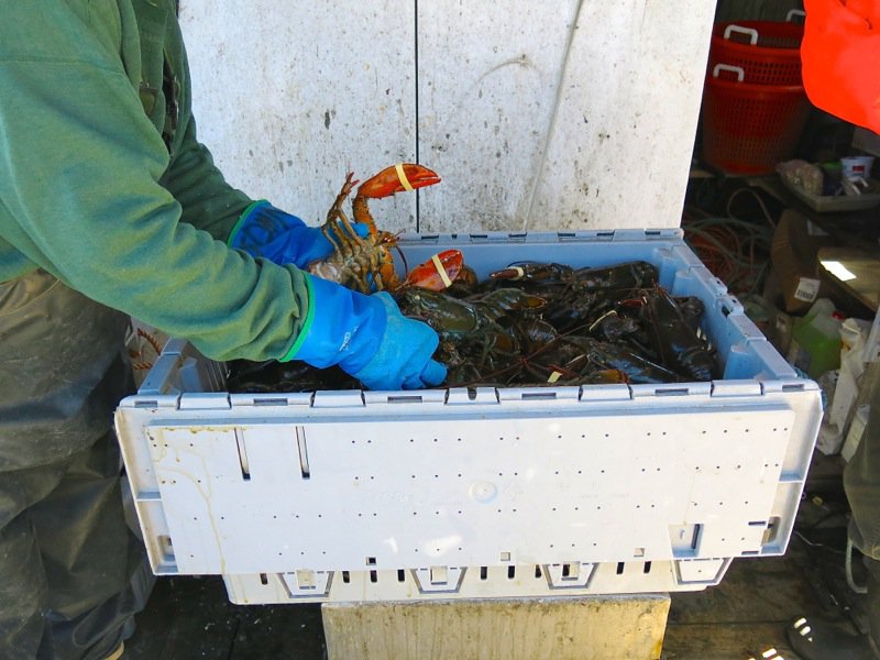 The Lobster Cars at Dennis Point Wharf in Pubnico