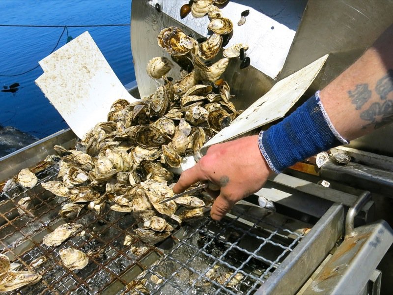 A Fieldtrip to Eel Lake Oyster Farm