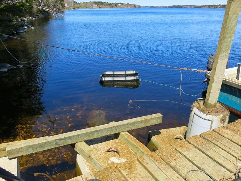 A Fieldtrip to Eel Lake Oyster Farm